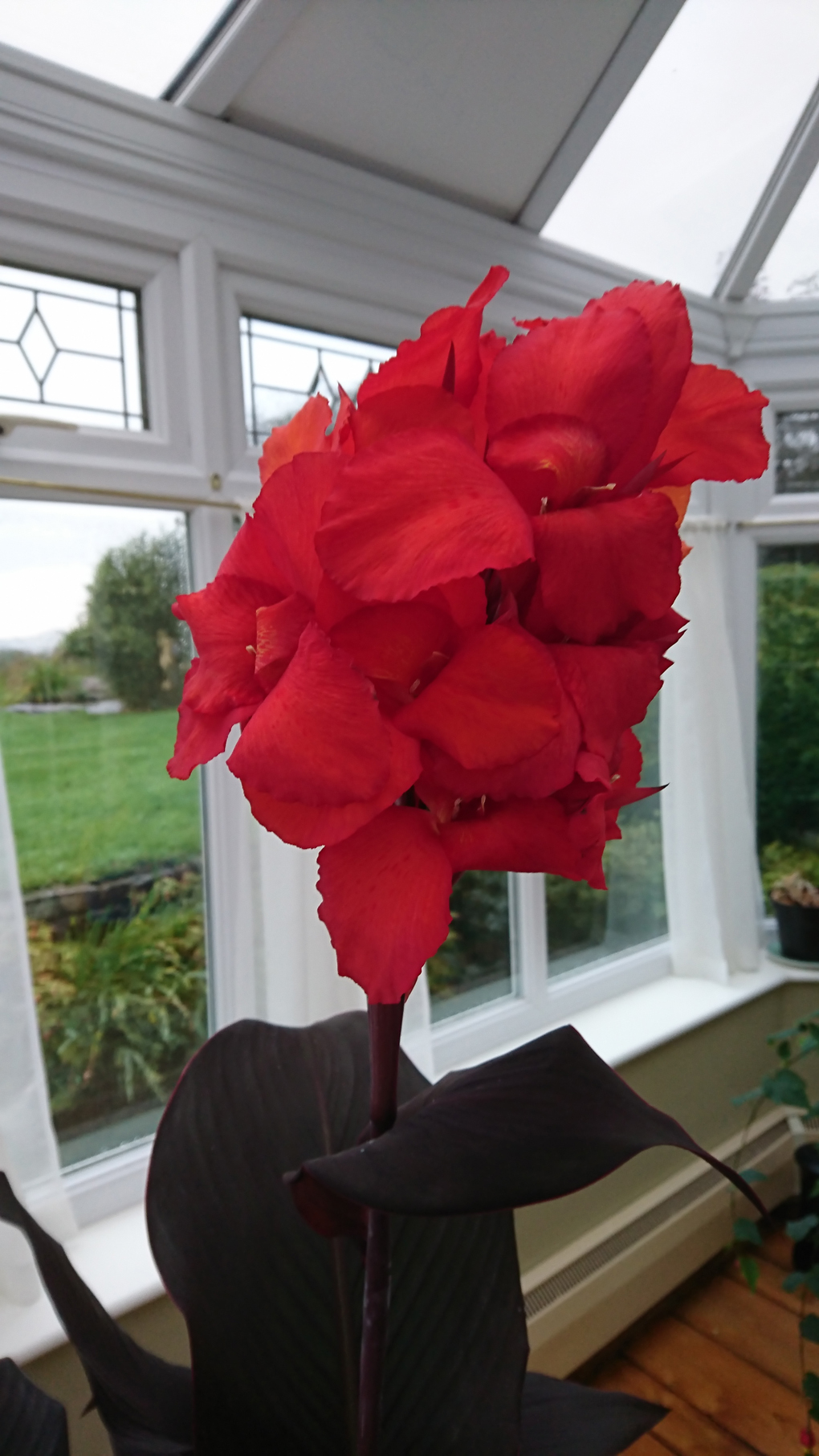 My ‘Giant Tropicana’ Canna flowered in late September, having been planted in August to my amazement, and i was gobsmacked when the first flowerhead appeared with twelve buds which produced a huge head of gorgeous scarlet blooms making a lovely feature in my conservatory.