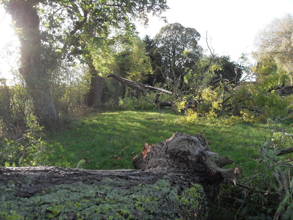 fallen trees after a storm