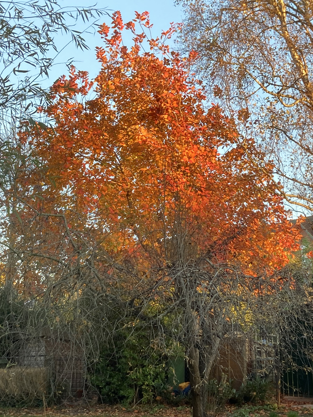 We see a tree glowing gold in the late afternoon autumn sun