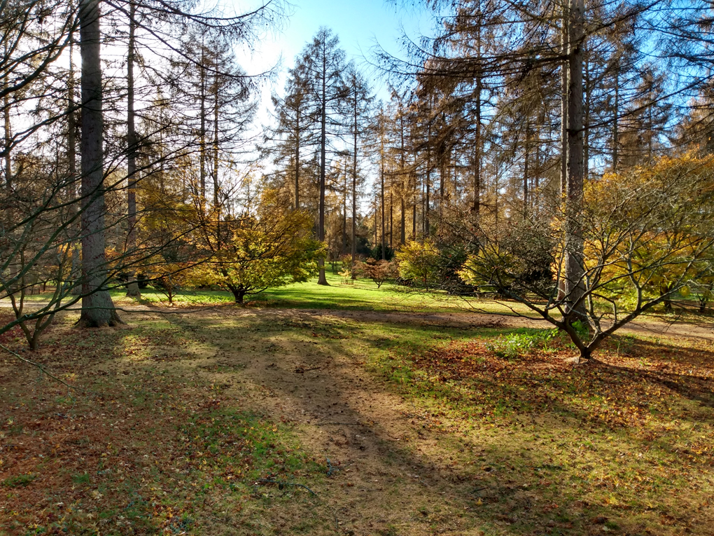 Trees with the last of their autumn leaves
