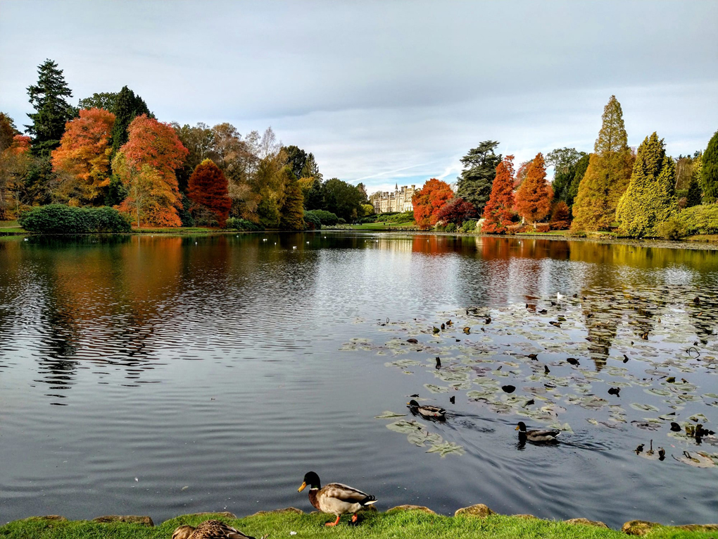 Ducks on an autumnal lake