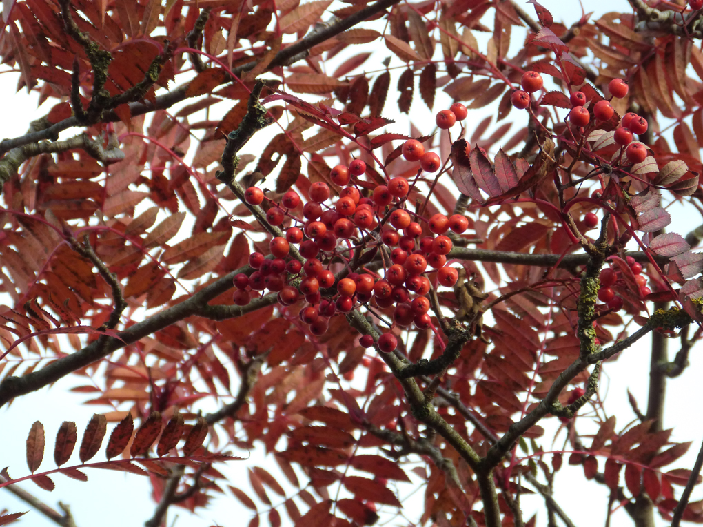 Mountain ash (Rowan) leaves and berries before the wind and the birds cleared the branches.