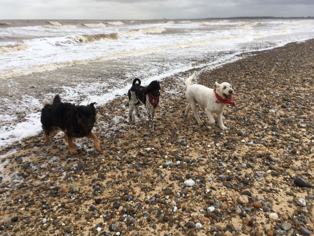 Three dogs on walberswick beach