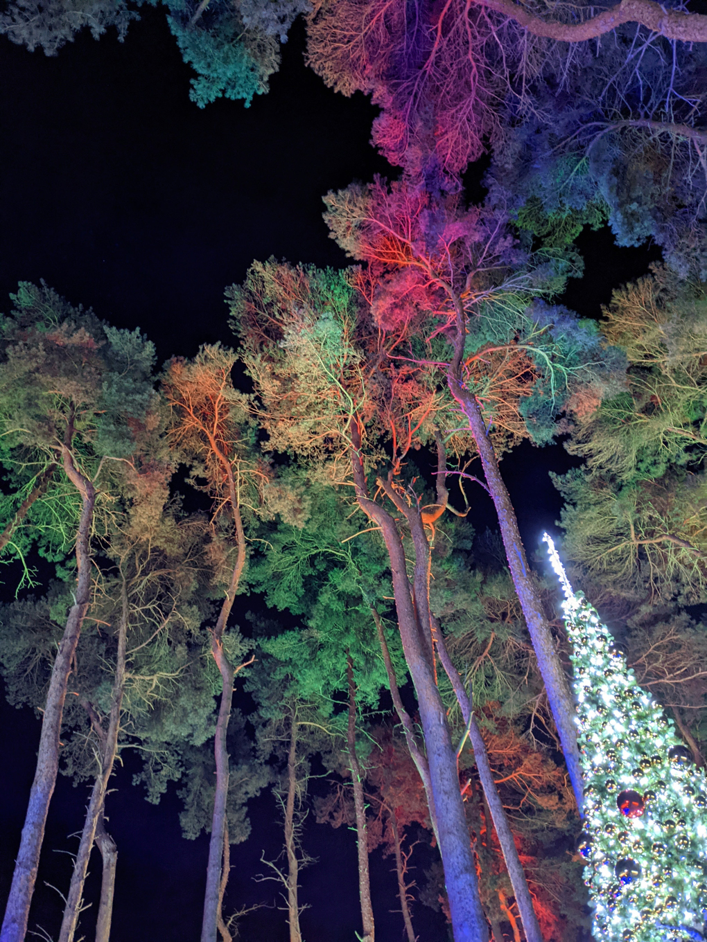 One artificial Christmas tree among many natural trees lit up from below.