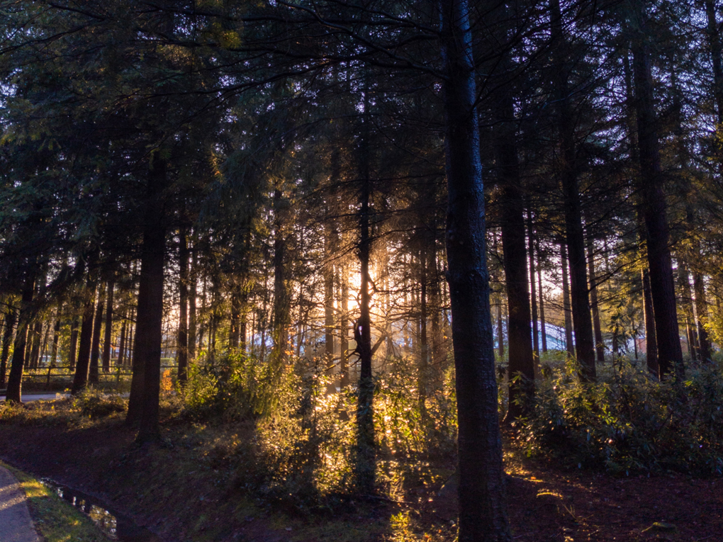 A stand of young pine trees in silhouette, backlit by bright yellow, late-afternoon December sunshine