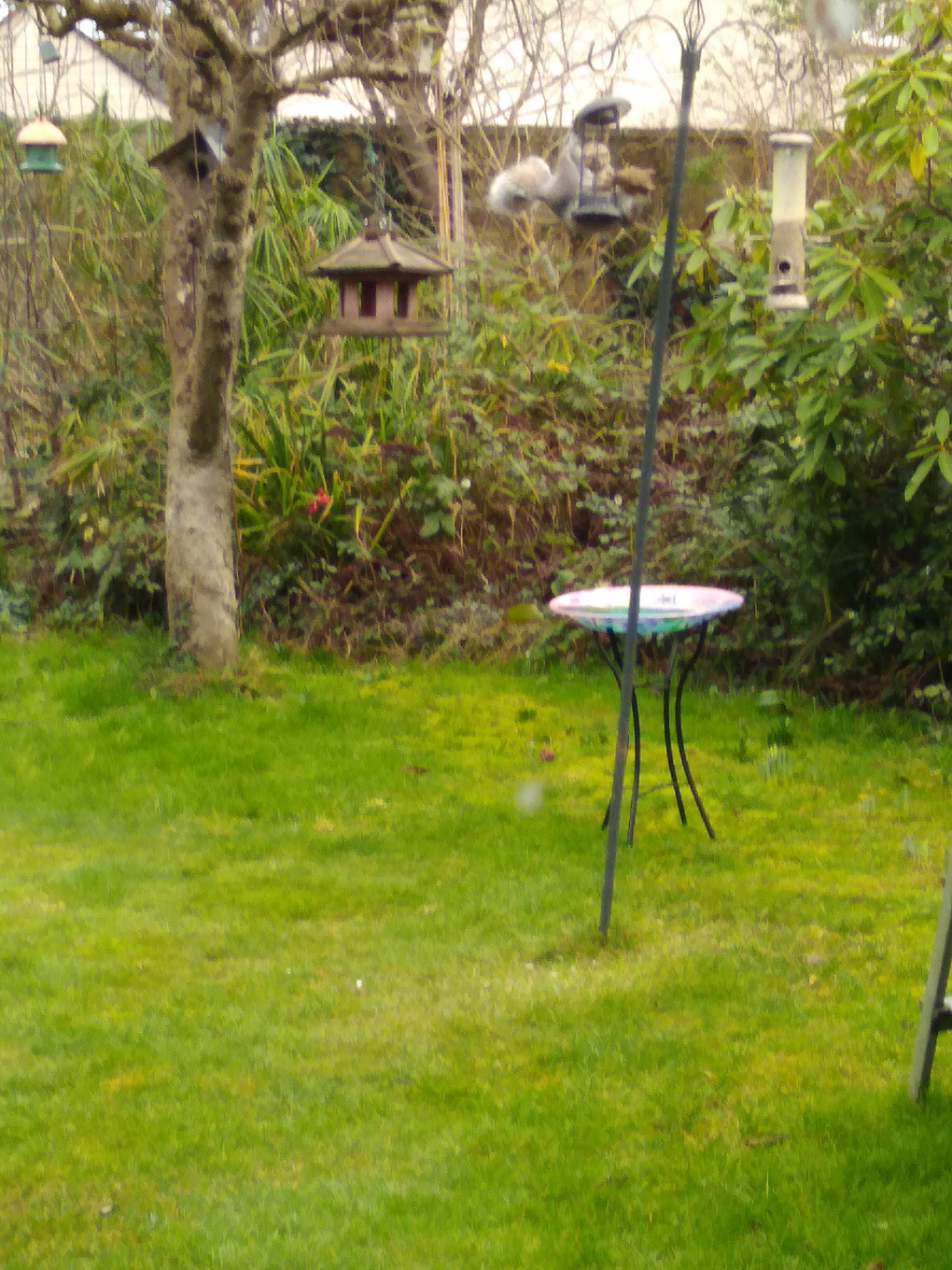 This picture shows a bird feeder with a squirrel wrapped around a fat ball feeder