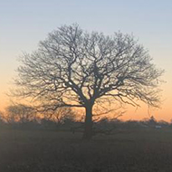 sunrise over a park