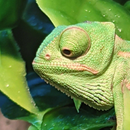 Close-up photograph of a green Yemen/veiled chameleon, resting on some large wet leaves