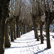 Avenue of pollarded lime trees with snow underfoot