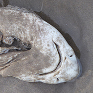 Beach shot showing underside of the small shark called Dogfish with large slit where flesh has been removed