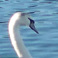 Swans and other birds gliding over clear blue waters with some suncoloured reeds in the foreground