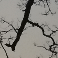 tree silhouetted against a sunset