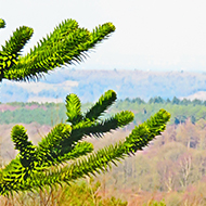 Monkey puzzle tree framed by the North Downs, picture taken from the rear of Leith Hill Tower