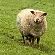 A photo of sheep and lambs in the Woolley Valley, with the suburbs of Bath in the distance