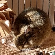 A brown degu sleeps in the afternoon sun