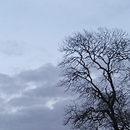 A tree without its leaves silhouetted against a twilight sky and the moon