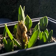 A window box full of green shoots