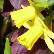 A few bright narcissi contrast some dark hellebores to highlight springtime