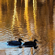 Ducks on pond in setting sun