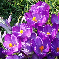 A mass of purple and yellow crocuses, daffodils and snowdrops on a sunny springtime day