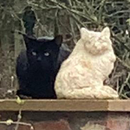 Cat sitting on a wall by a stone cat