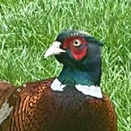 Pheasant on a lawn