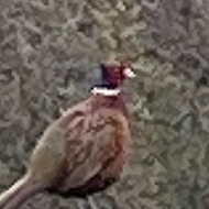 Resident pheasant