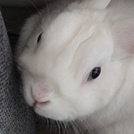 A white rabbit looks around and up at the camera... incredulously