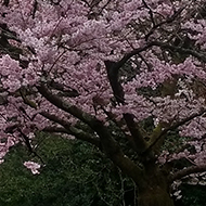 Cherry blossom