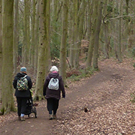 A late March stroll along a track through woods with leaf litter covering the ground.