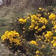 There is a bush of bright yellow gorse overlooking an expanse of water to the right of the channel leading into Pagham harbour