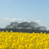 Rapeseed in full bloom in Syleham.