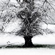 We see a winter scene with a fence in the foreground and three trees in the background