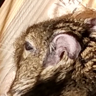 A brown degu lounges in the sun