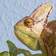 A juvenile 'veiled' (aka Yemen) chameleon, displaying rusty orange and light green banding (his 