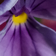 A potted viola in flower