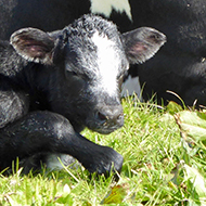 Mother with her calf. Both are sitting down in a field.