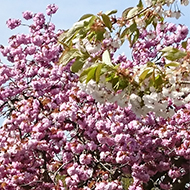 A row of Cherry blossom trees in full bloom, showing off their elegance and beauty. They were all in the pink and perfect!