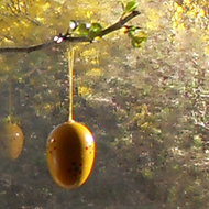 A blackthorn branch decorated with eggs, birds nests and rabbits