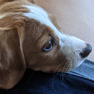 A puppy resting her head on my knee.