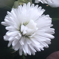 A bunch of white and pink flowers by a window.