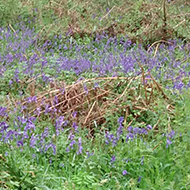 A Wiltshire woodland with bluebells in bloom
