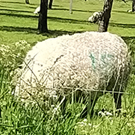 Sheep grazing in an apple orchard