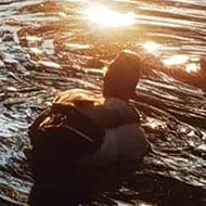 Three ducks on a pond in the sun