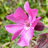 Wildflowers in woodland setting with Red Campion in the foreground.