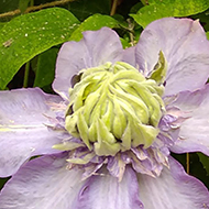 Climbing plant with large purple daisy shaped flowers with a creamy coloured centre