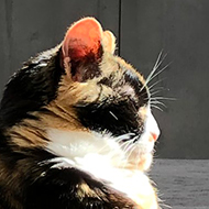 A contemporary bedroom, with a black, orange, and white calico cat on a grey blanket on the bed. The cat is sitting in a sunbeam, in a position like a sphinx, and looking very happy to be there.