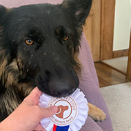 German shepherd puppy with a rosette in his mouth.