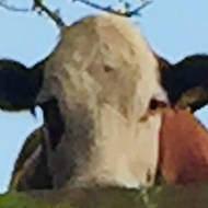 Cows peering over a fence