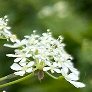 Close-up on flowering cow parsley, with a path and hedgerows in the background